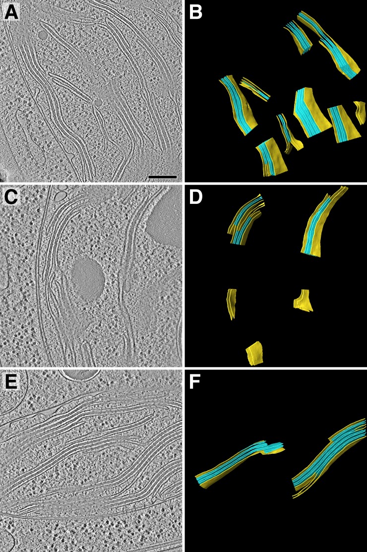 Figure 1—figure supplement 1.