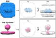 Figure 2—figure supplement 2.