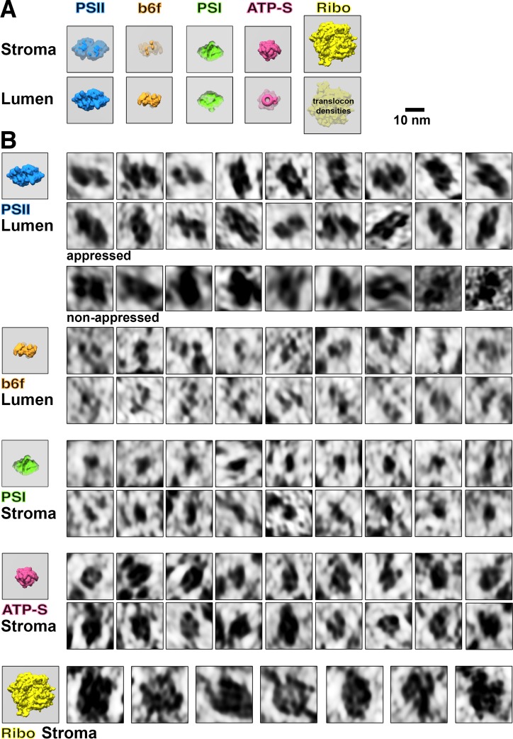 Figure 2—figure supplement 1.