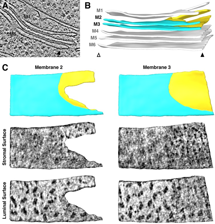 Figure 3—figure supplement 1.