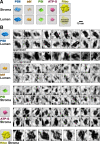 Figure 2—figure supplement 1.