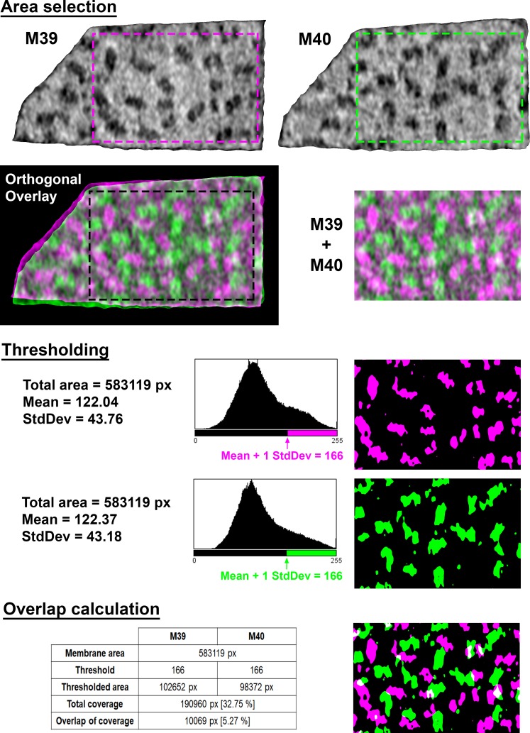 Figure 4—figure supplement 1.