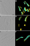 Figure 1—figure supplement 1.