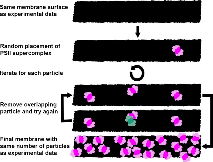 Figure 4—figure supplement 2.