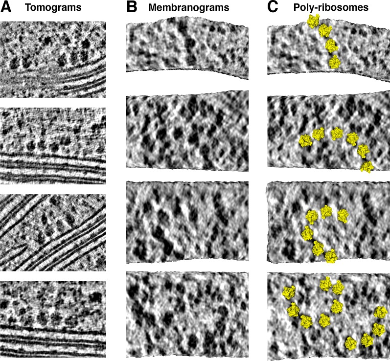 Figure 2—figure supplement 3.