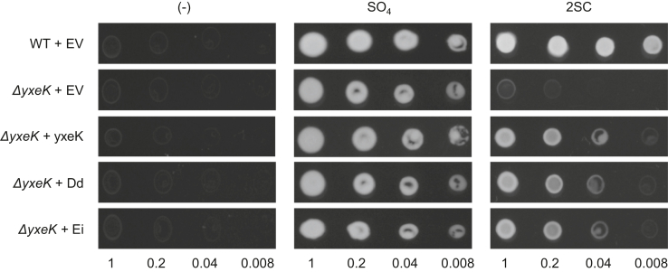 Figure 2