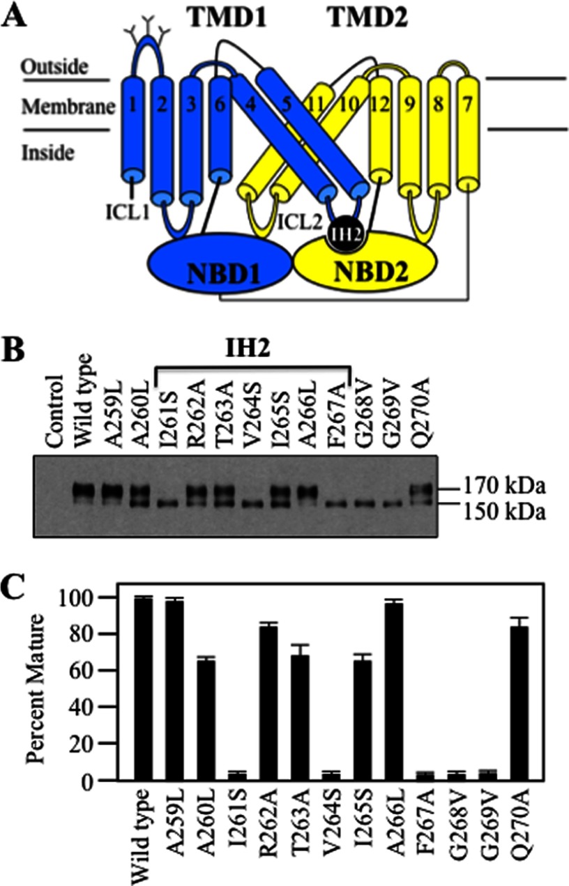 FIGURE 1.