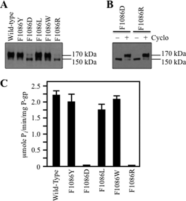 FIGURE 5.