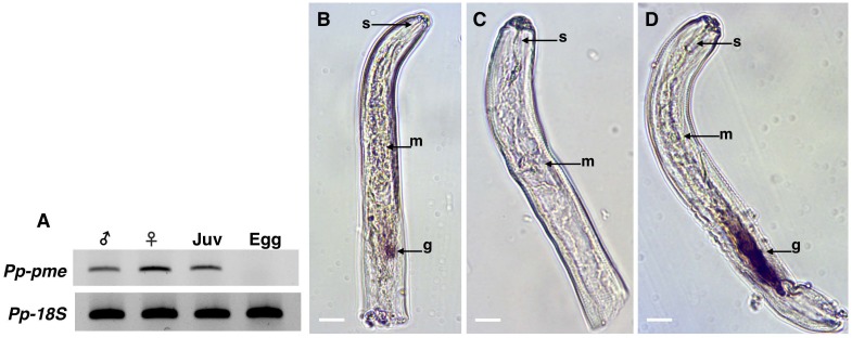 Fig 5