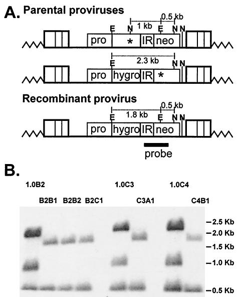 FIG. 2.