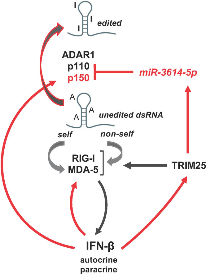 Figure 7