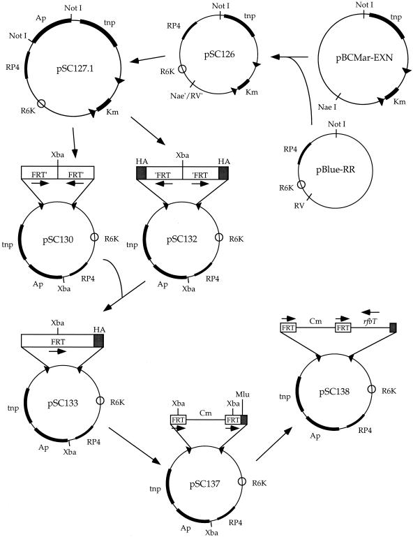 FIG. 1