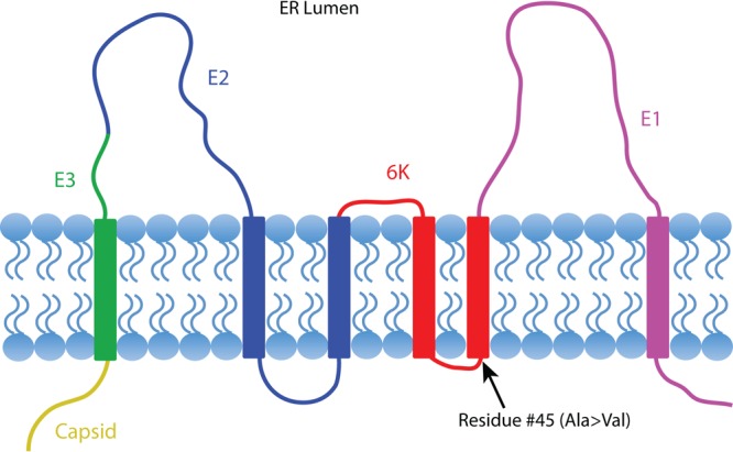 FIG 2