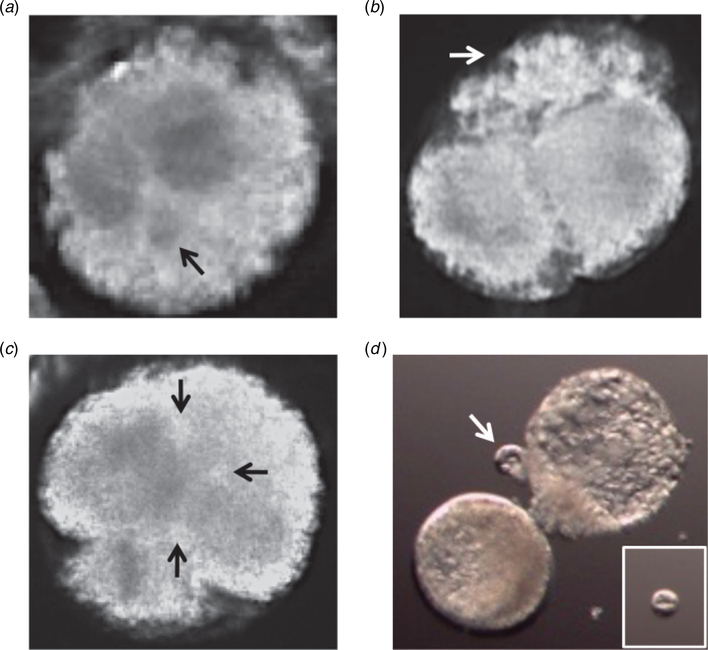 Fig. 5.