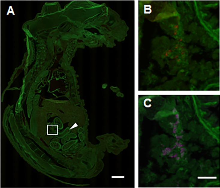 Fig.2.