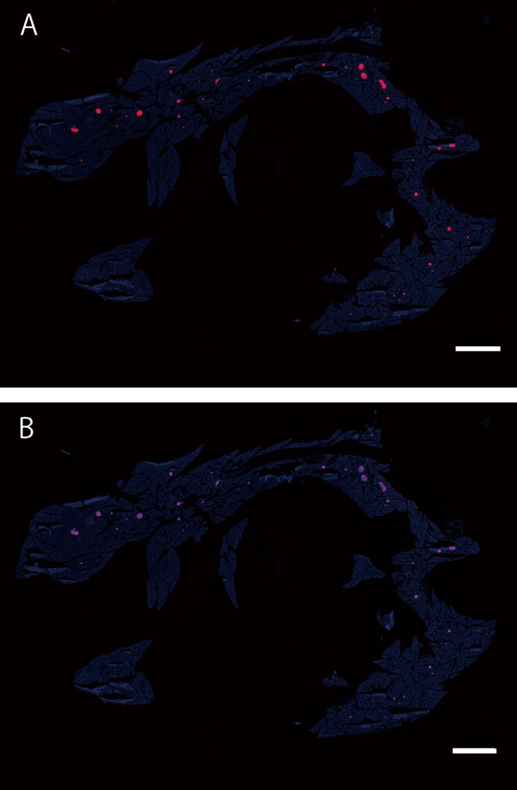 Fig.3.