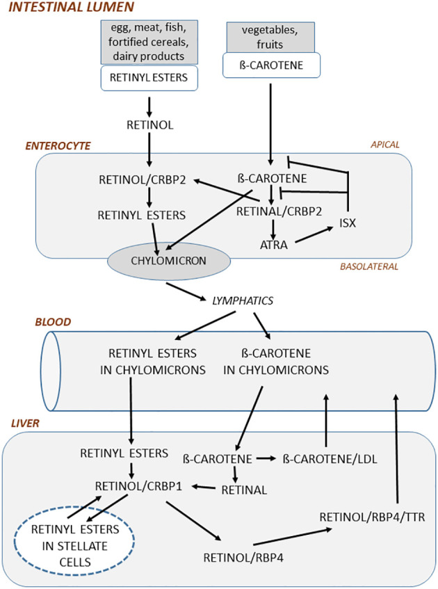 Figure 1