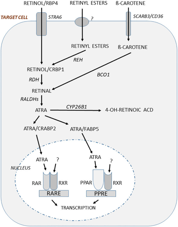 Figure 2