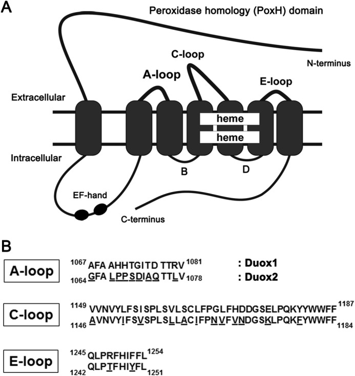 FIGURE 1.