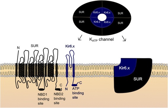 Fig. 2