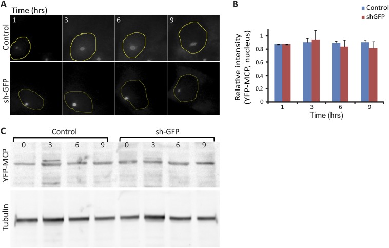 Fig. S5.