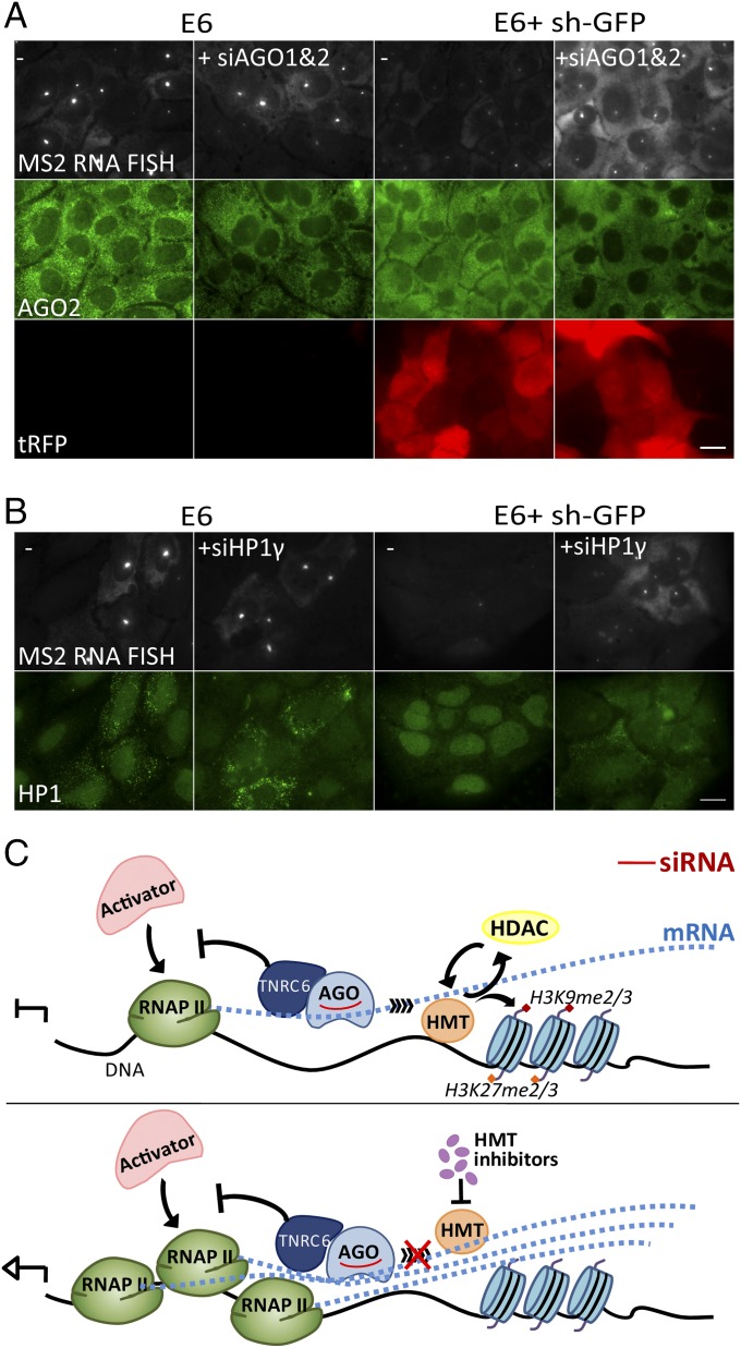 Fig. 7.