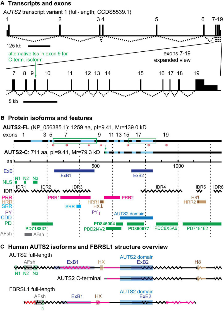 FIGURE 1