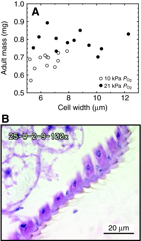 Fig. 6.