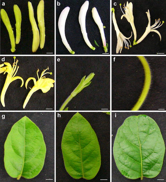 Fig. 1