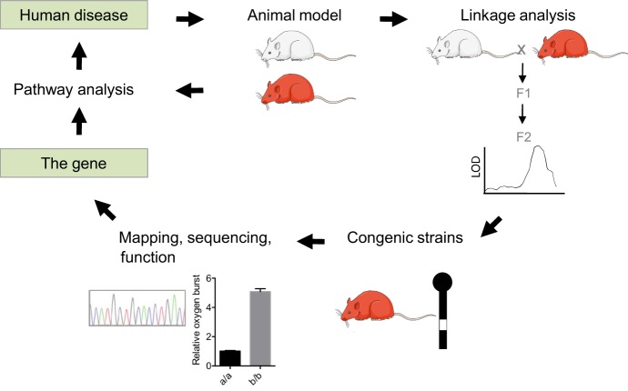 Fig. 2.