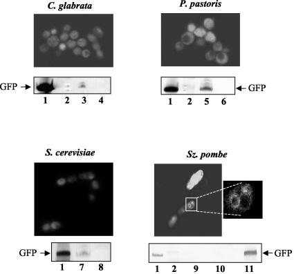 FIG. 4.