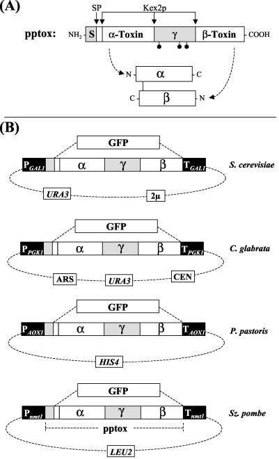 FIG. 1.