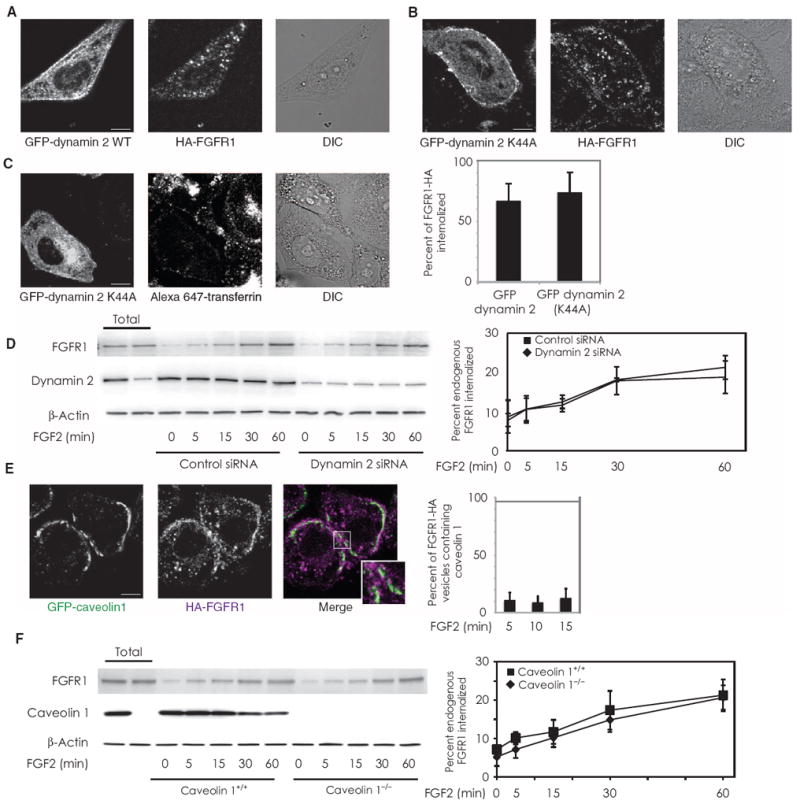 Syndecan 4 Regulates FGFR1 Signaling in Endothelial Cells by Directing ...