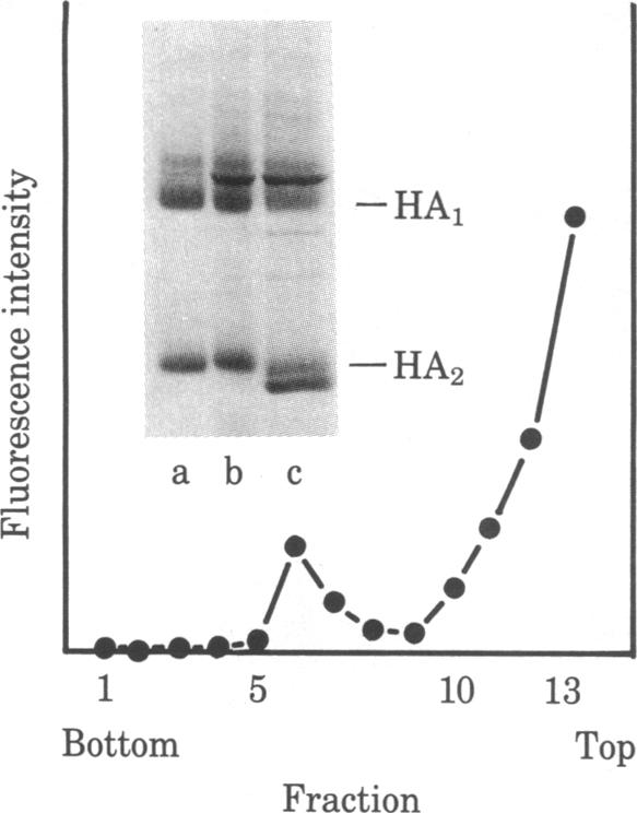 graphic file with name pnas00637-0019-a.jpg