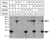 Fig 7