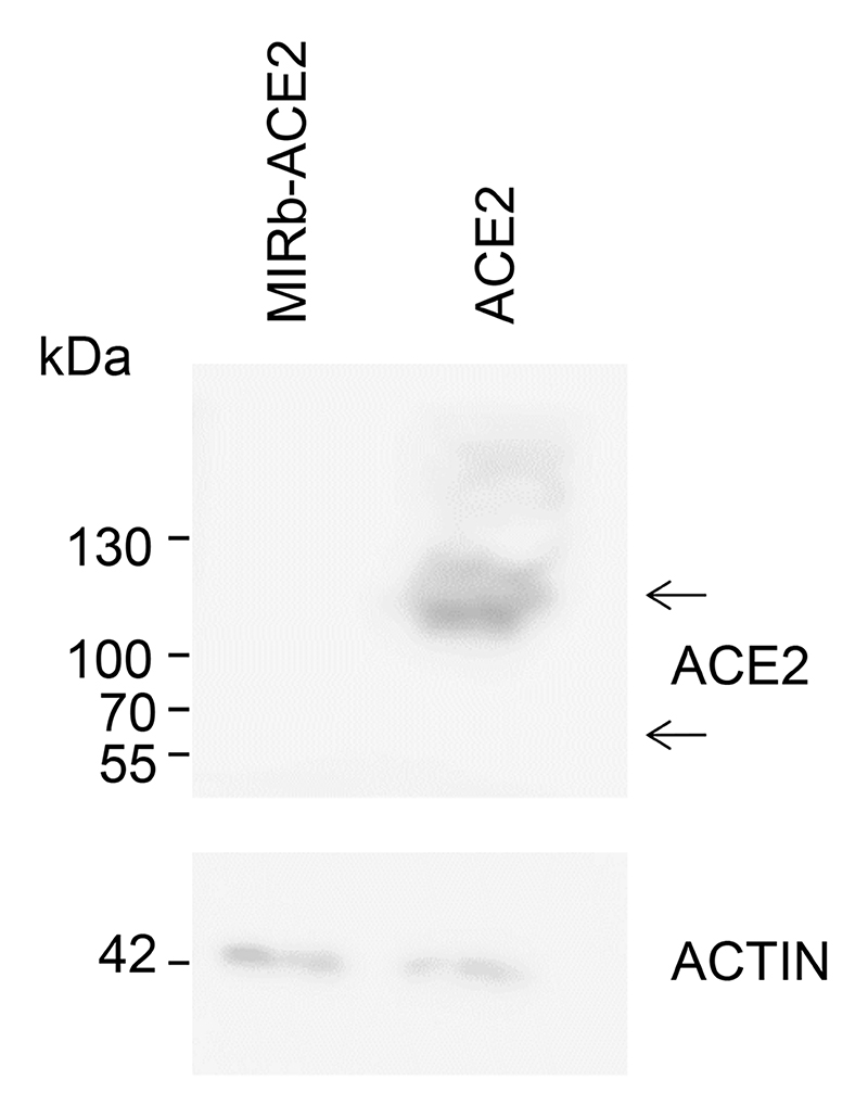 Extended Data Fig. 7