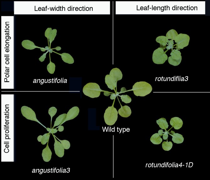 Figure 11.