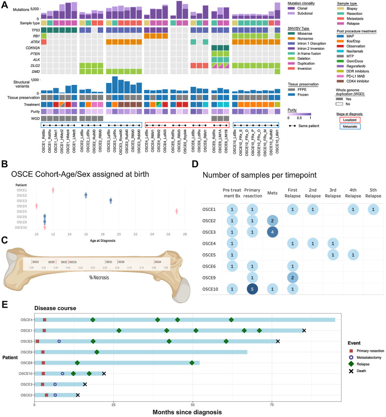 Figure 1. Characteristics of the patients and samples included in the analysis cohort. A, Oncoprint of sample and patient-level details for each patient. Samples from the same patient are connected by dots and lines at bottom of figure and are in chronological order of time obtained (earliest on left). Bx, biopsy; Rx, resection; sample ending in 0, metastatic site present at diagnosis; sample ending in a number >0, number of relapses. L/R, laterality; d, distal; p, proximal; f, femur; t, tibia; cw, chest wall; H, heart; μL, upper lobe; ll, lower lobe; di, diaphragm; rp, retroperitoneal; l, lobe. B, Age and sex assigned at birth for each patient; patient is on the x-axis, age is on the y-axis, and sex assigned at birth is plotted on the chart as blue for male and pink for female. C, Percent necrosis at time of primary resection for each patient (note OSCE2/OSCE10 both have 45% necrosis). D, Summary of the number of samples per time point for each patient. Darker shades of blue represent higher number of samples at a respective time point. E, Patients are listed on the y-axis and are ordered from longest disease course at the top to shortest at the bottom of the figure. The light blue bars represent length of disease course in months. Events are marked as depicted in the legend with different shapes and colors and plotted along the disease course bar at the time in months that the event occurs. (C, Created with BioRender.com.)