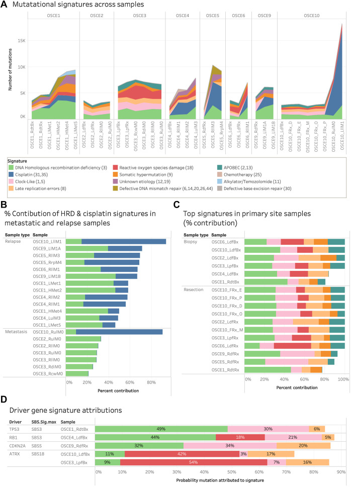 Figure 6. Mutational signature patterns across the cohort. A, Stacked line chart of mutational signature contribution by total number of mutations attributed to each signature. Colors represent the different signatures. B, Stacked bar chart of the relative contribution of HRD-related SBS3 (green) and cisplatin (blue) signature in metastatic and relapse samples. C, Stacked bar chart of the relative contribution of HRD (green), clock-like (pink), ROS damage (red), late replication errors (beige), somatic hypermutation (orange), and APOBEC (teal) in primary site samples. D, Stacked bar chart of the probability that driver gene SNVs were attributed to a mutational signature. Pretreatment samples from patients with driver SNVs were included and the primary resection sample from OSCE9 because no pretreatment sample was available. Colors represent the different signatures.