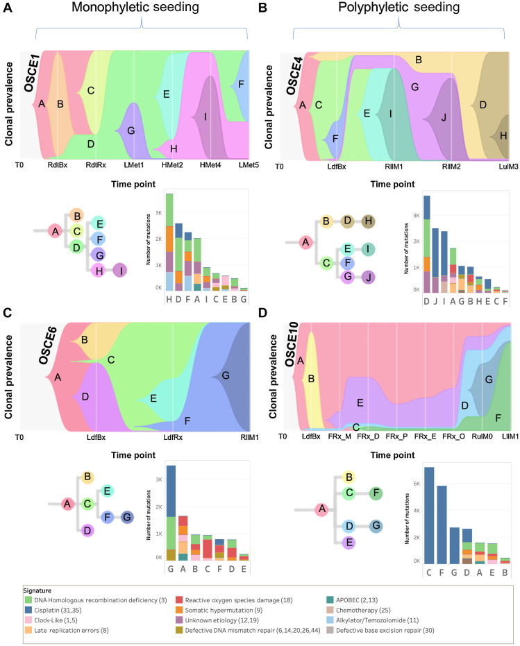 Figure 4. SNV-based phylogenies highlighting temporal evolution with clonal mutational signature composition. A–D, Top figure in each panel is a TimeScape plot of the inferred evolutionary phylogeny, highlighting clonal proportions over time. The prevalence of different clones is shown over time on the vertical axis, with the different clones represented by different colors. The horizontal axis represents the time points, which are represented by gray lines. The evolutionary relationships between the clones are shown on the phylogenetic tree and in the TimeScape layout. The bottom right of each panel is a stacked bar plot of the total number of mutations assigned to each clone. Colors represent total number of mutations attributed to each mutational signature, with color legend at bottom of figure. Patient-level metastatic seeding patterns are denoted by the brackets at the top of the page.