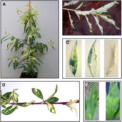 Figure 2.