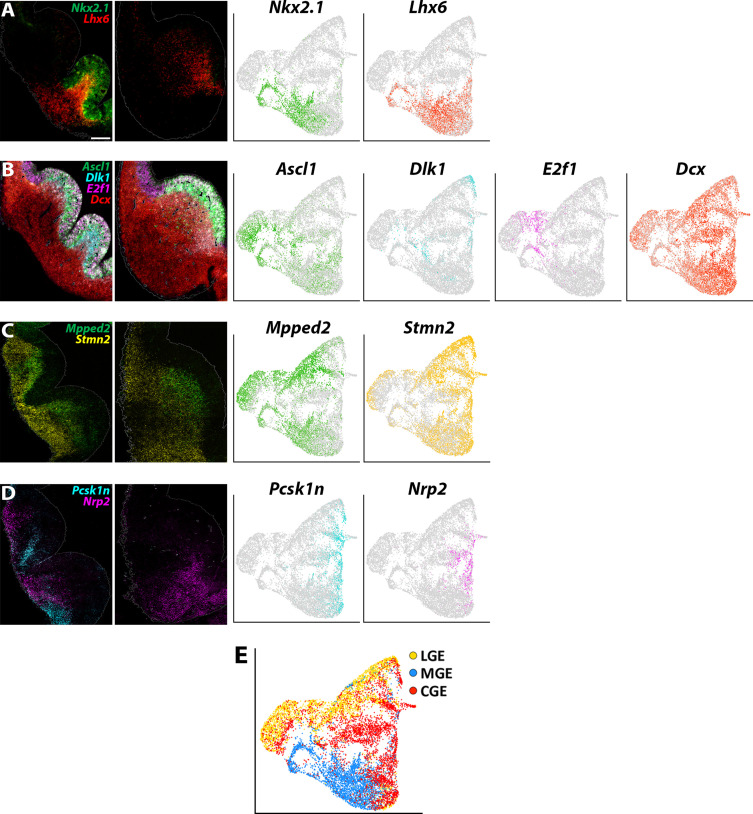 Figure 6—figure supplement 2.