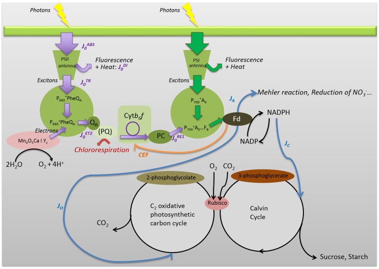 FIGURE 1