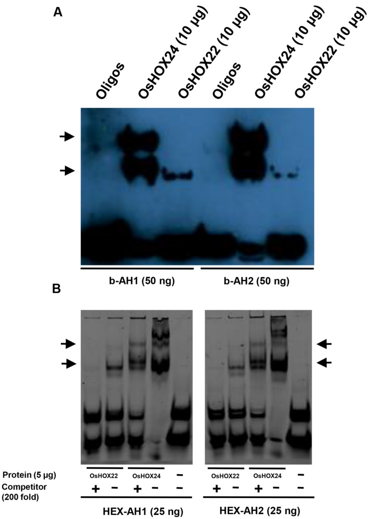 FIGURE 4