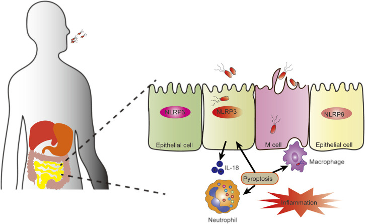 FIGURE 2