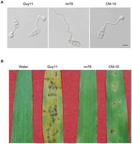 Figure 5