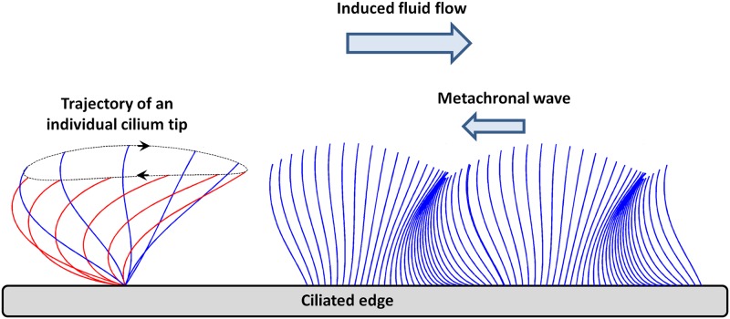 Fig 5