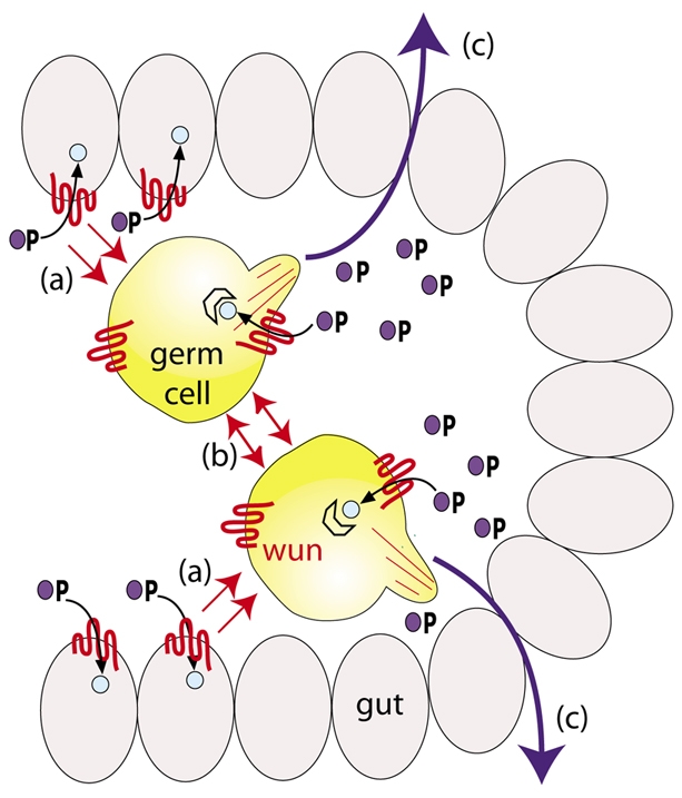 Fig. 6.