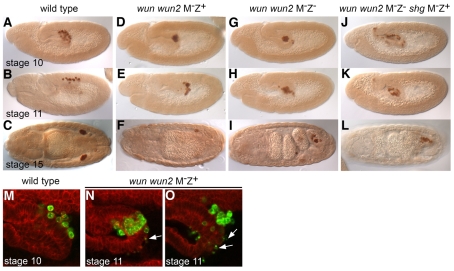 Fig. 1.