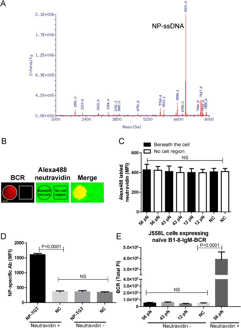 Figure 1—figure supplement 1.